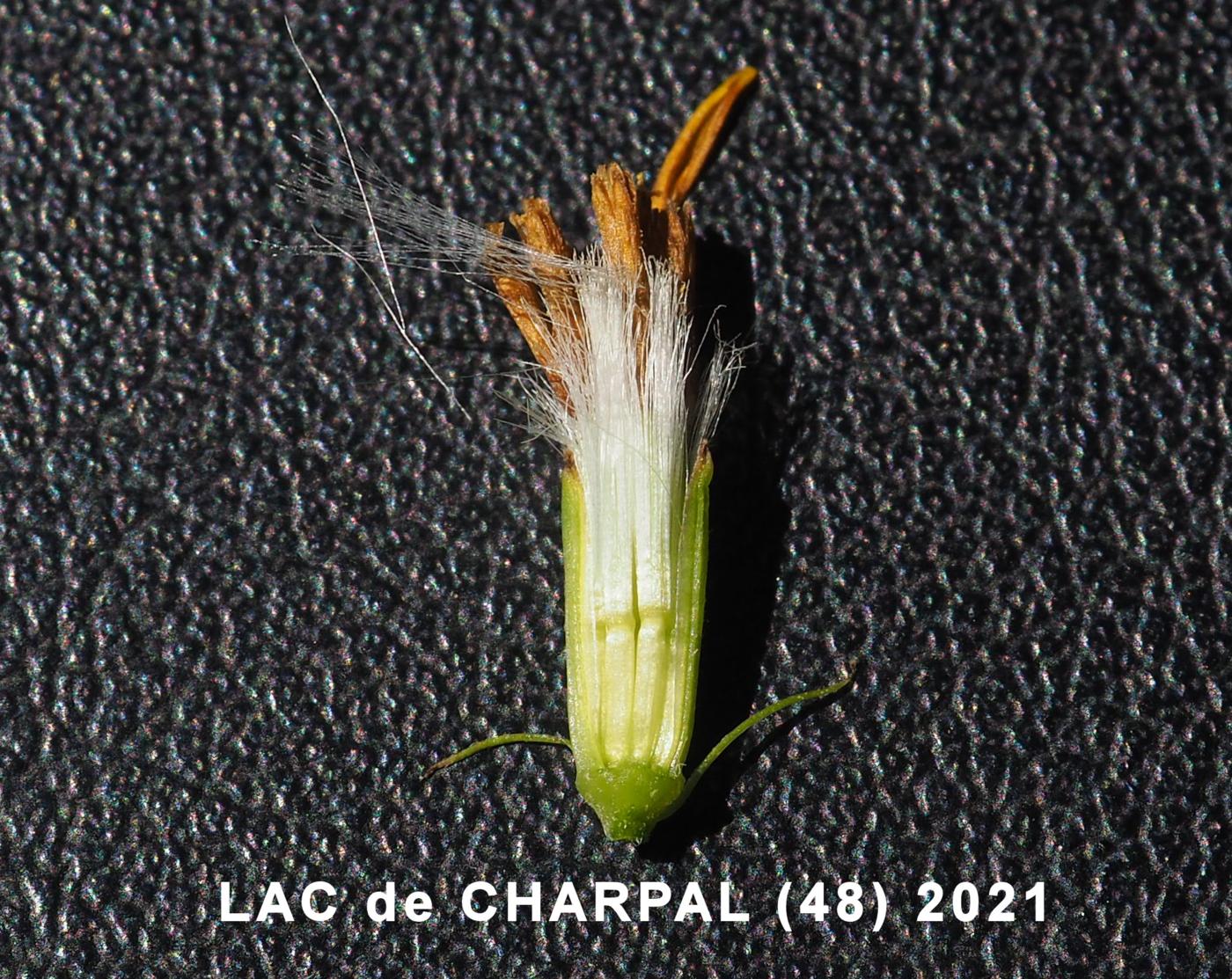 Ragwort, of Fuchs fruit